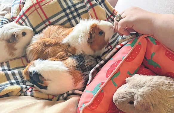 Counsellor starts successful guinea pig therapy business