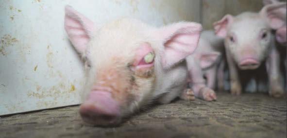 Cranswick is set to invest £40m to boost animal welfare following pig abuse claims