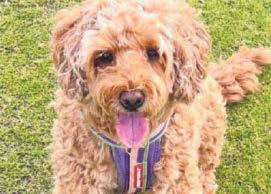 Crazy canine calendar