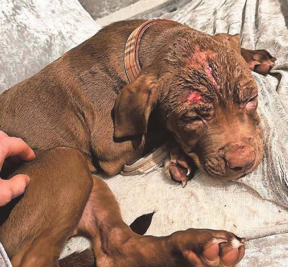 Injured puppies left to suffer without medical treatment