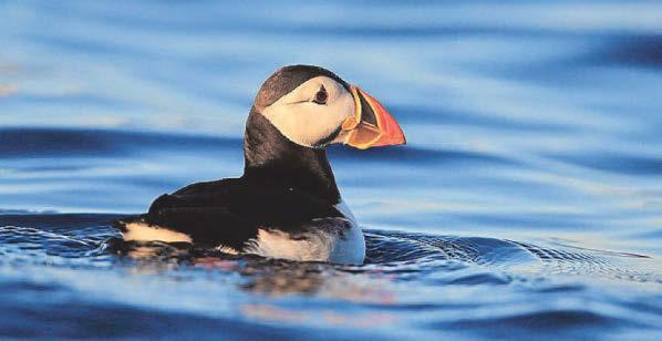 Ocean charity loses high court battle over oil and gas licences