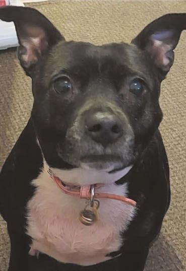 'As soon as I get home from work, Maggie-moo's at the window waiting for me'