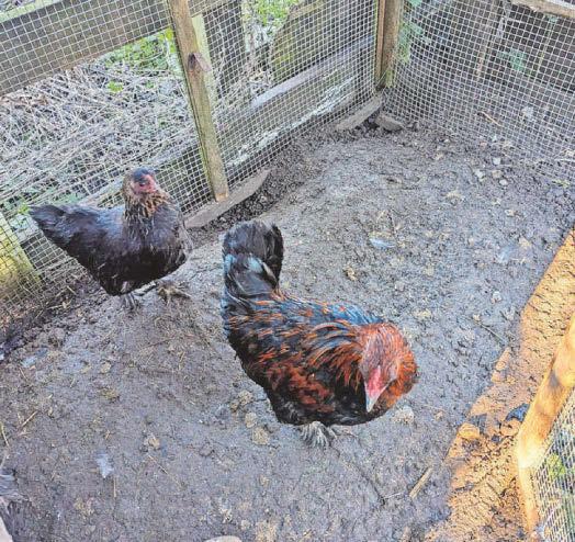 Man, 27, sentenced for animal welfare offences including cockfighting