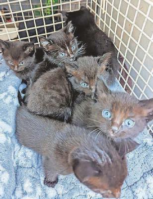 Rescue devastated at loss of kitten found dumped at Christmas