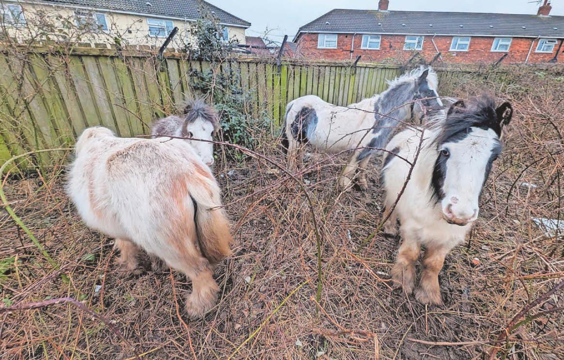 Appeal after ponies found in 'hazardous' field