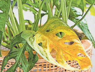 Drown and out
