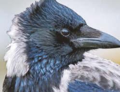 Time to get our ducks in a row