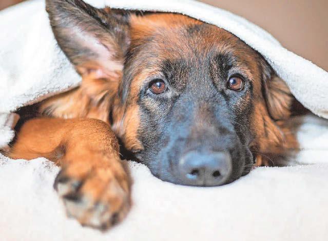What's causing our dog's toilet trouble?
