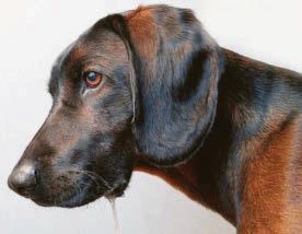 Drooling dog on high alert