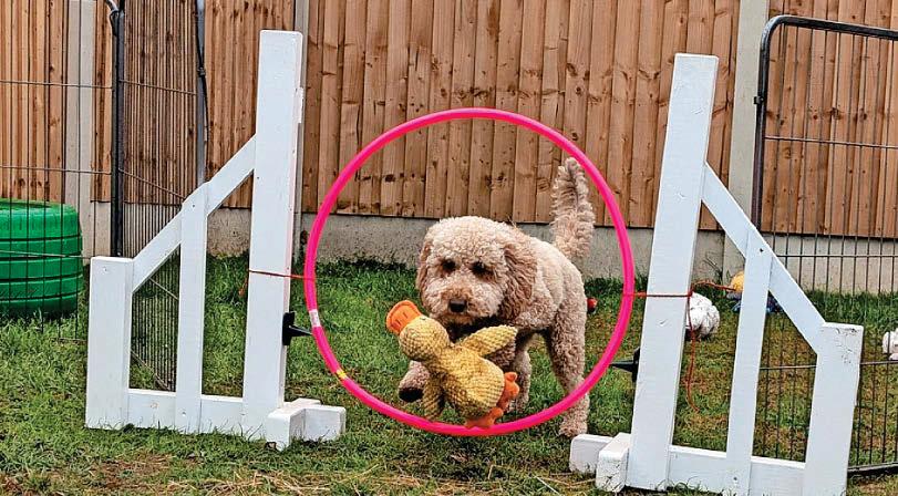 New doggy day care business gets the green light from district council