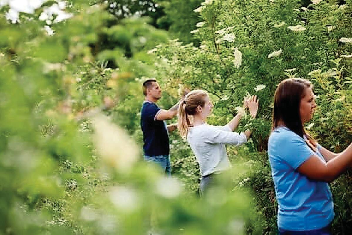 Call for flower power as early harvest hits