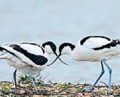 AVOCET RESET