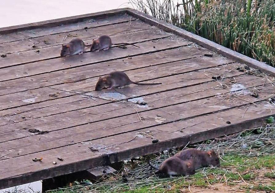 Couple demanded their money back after rats scare at country park