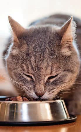 Cat's thyroid is overactive