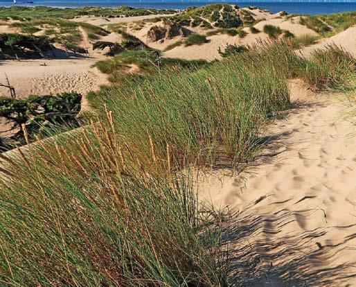 Warning over toxic hairy caterpillars lurking in the sand dunes