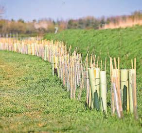 Bid to grow biosecurity with trees and hedges