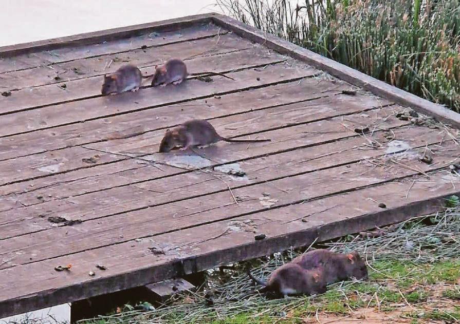 Couple demanded their money back after rats scare at country park