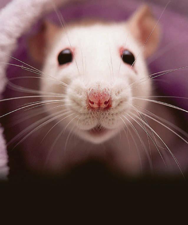 Old rat's red tears fears