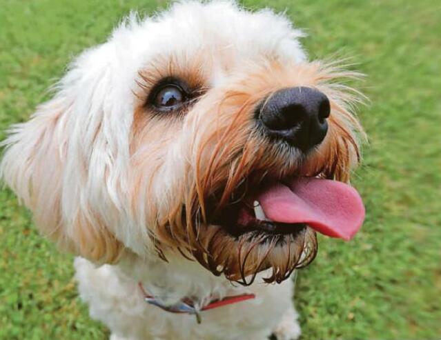 Dog's skin cancer fear