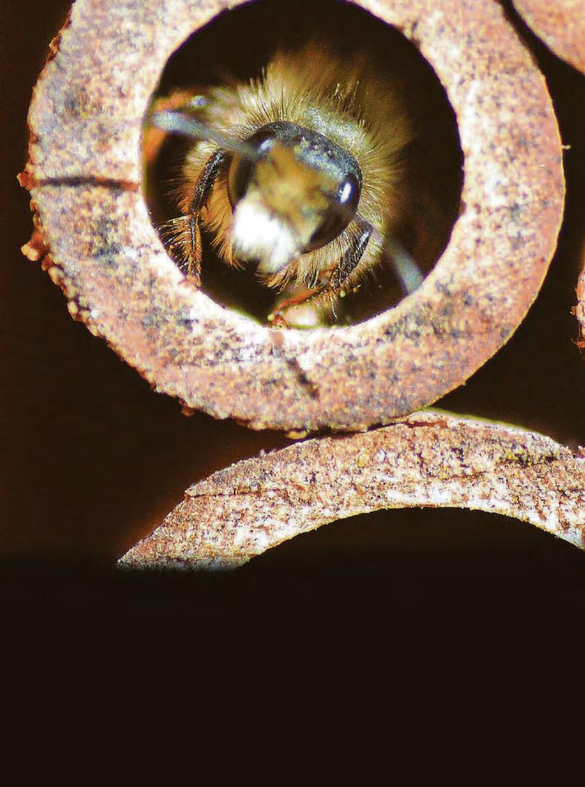 Don't worry, bee happy!