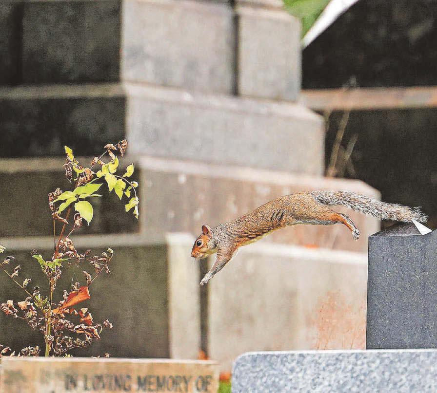 Squirrels are driving us nuts