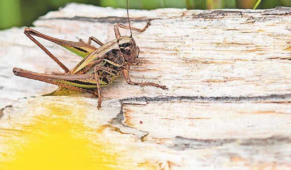 Scene is set for shy bugs to return to bog spotlight