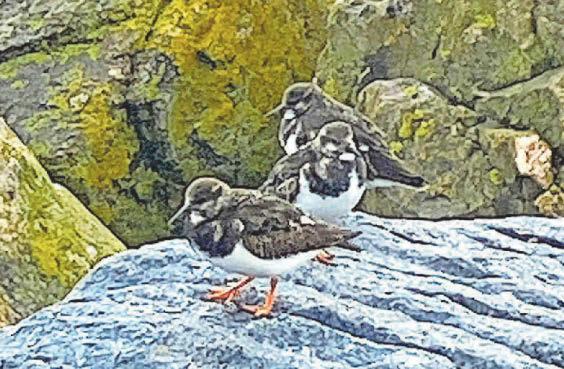 Beautiful birds don winter wardrobe