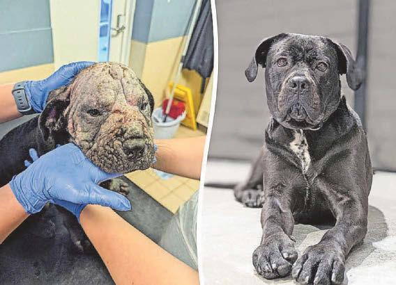 Puppy love transforms dog rescued from canal
