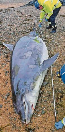 Dolphin corpse washes up on island beach
