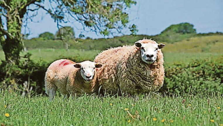 HOST FARMS NEEDED TO GATHER LAMB DATA