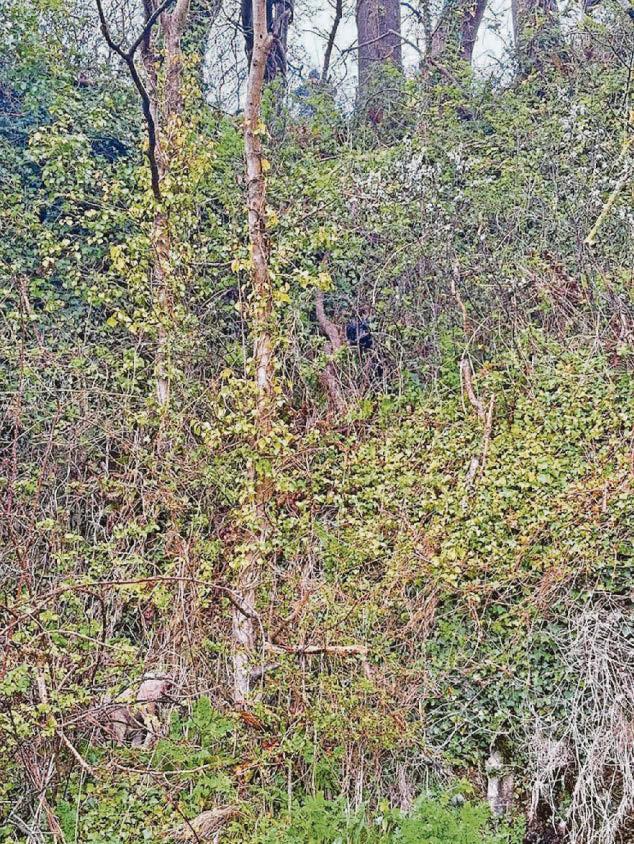 Animals rescued after dog chased lamb and both stuck on slopes