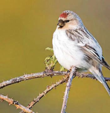 A snowball's chance: rare Redpoll is a Welsh first