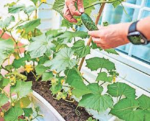 PAT'S THE WAY TO GROW YOUR OWN