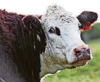 BEEF PRICES SURGE 40% AS SUPPLY SQUEEZED