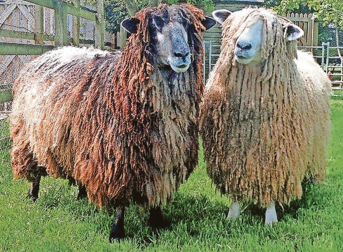 Fears over rare livestock breeds