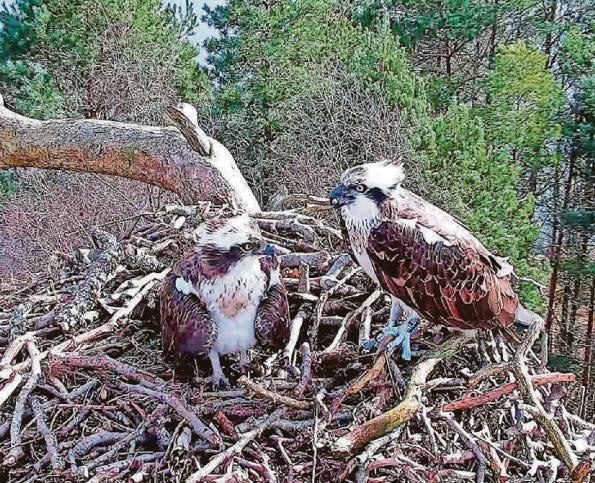 Ospreys lay first egg of the year