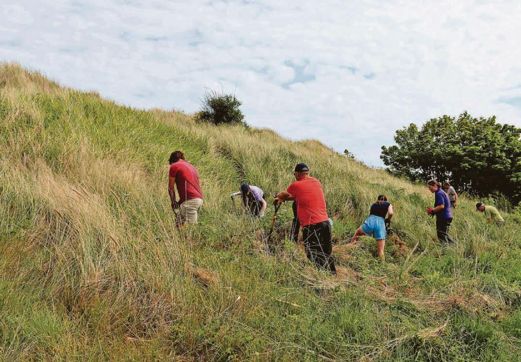 HABITAT HELP FOR RARE COASTAL REPTILE