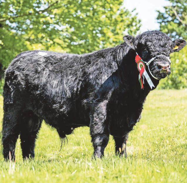 WELSH BLACK CATTLE SOCIETY SHOW & SALE