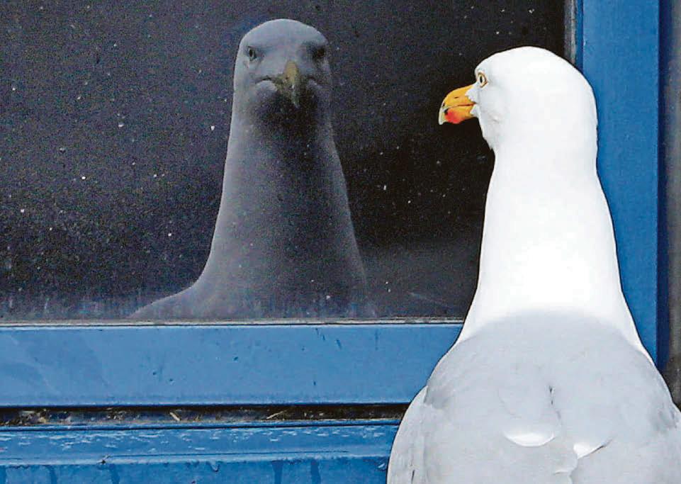 Maimed seagulls strewn across N.Wales roads as brutal 'trend' emerges
