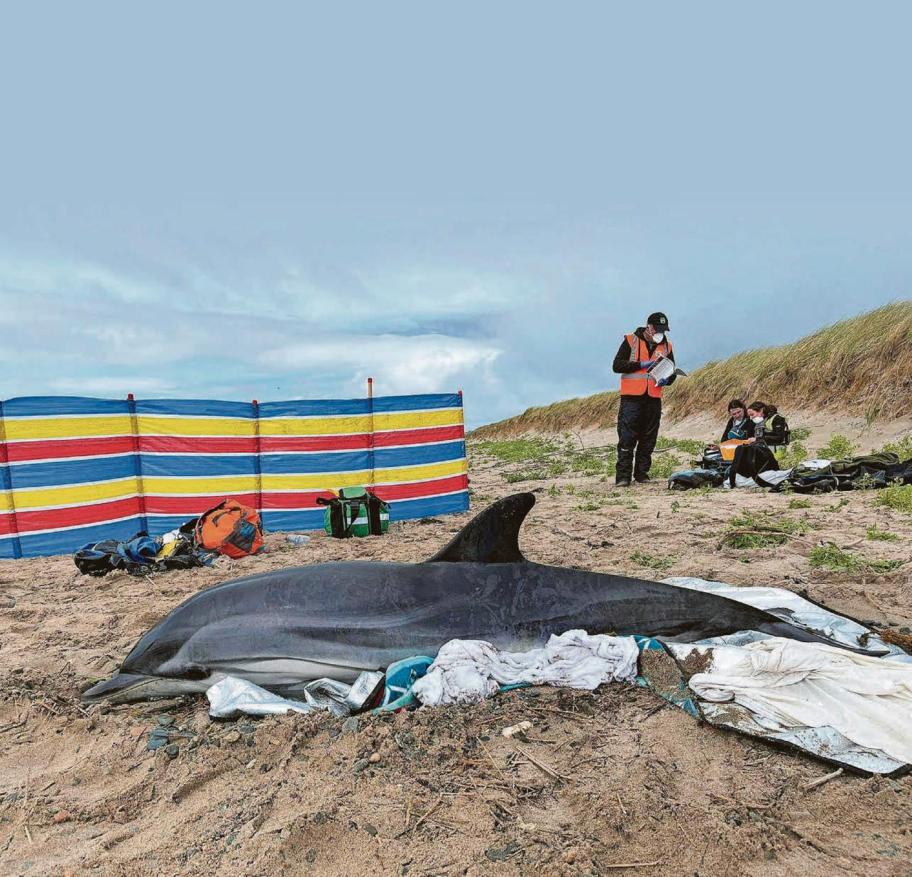 Rare visitor to Welsh waters found stranded on North Wales beach