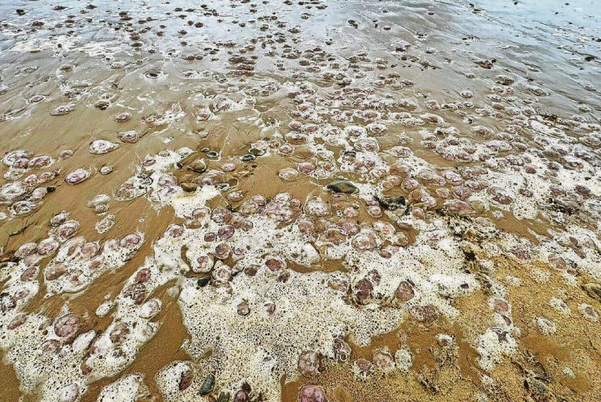 ALARM BUT LITTLE HARM FROM HUGE SWARM OF JELLYFISH