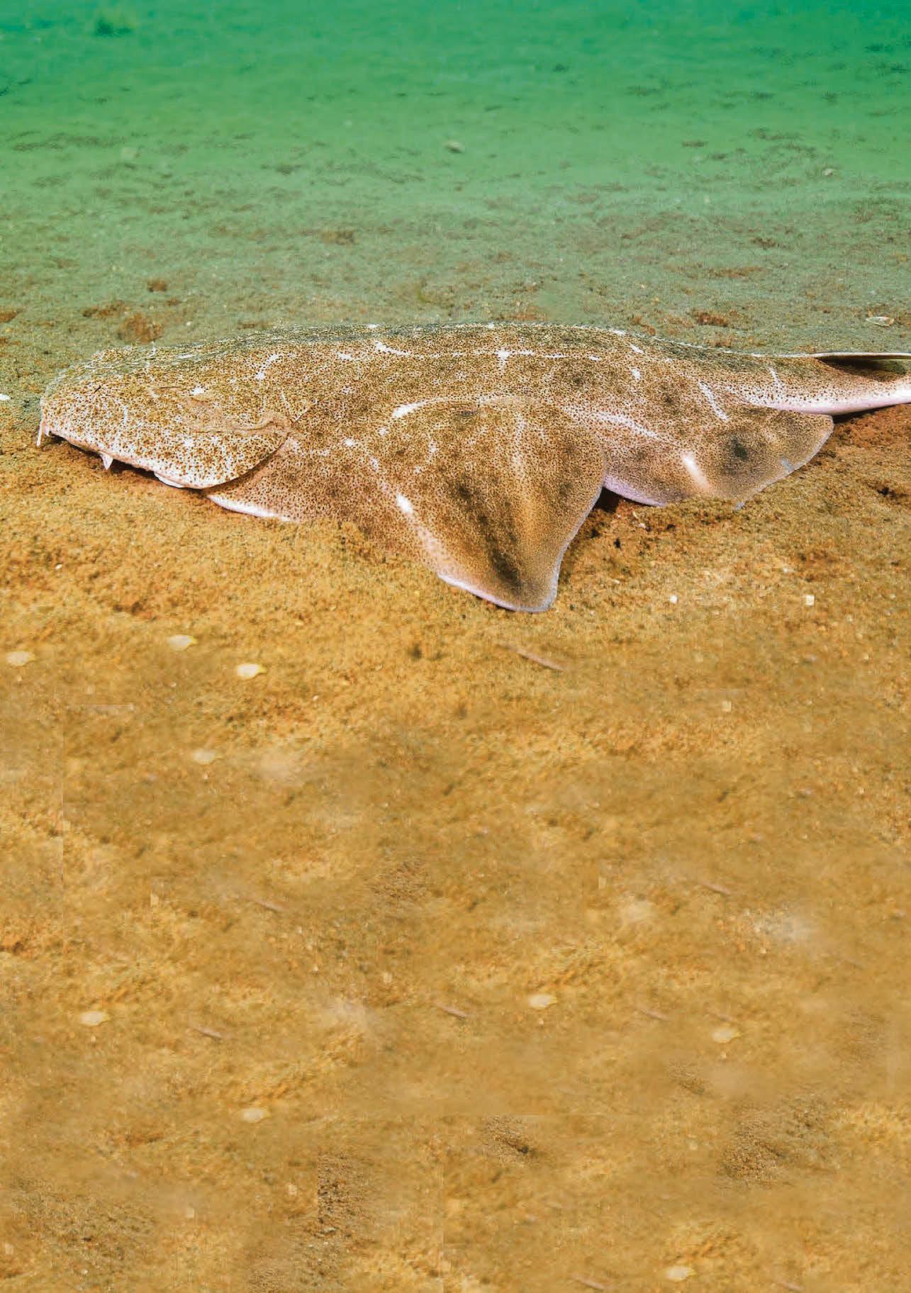 Shark population may be larger than thought