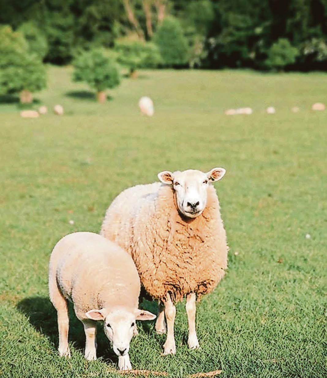 Unlock flock potential