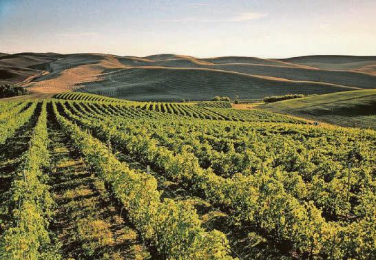 WINE MORE FOR THE ROAD