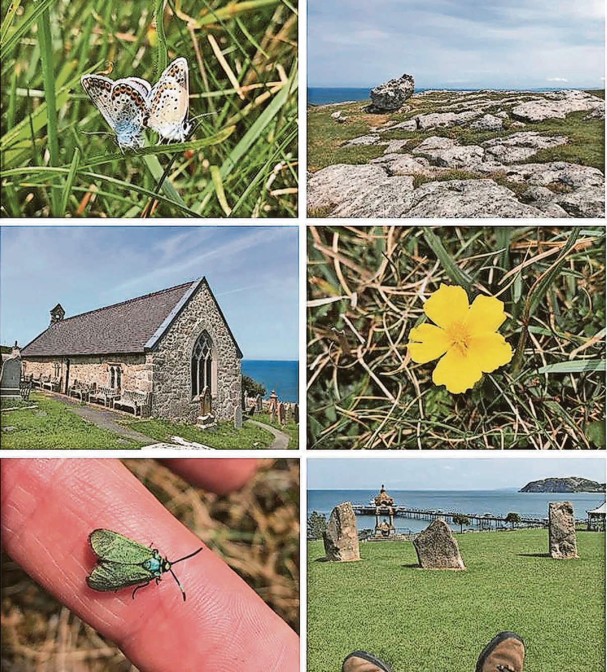 Glöynnod gwych y Gogarth
