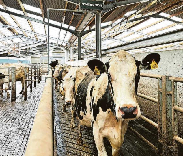 College herd has Vision of future welfare checks