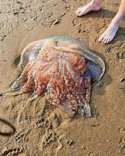 Jelly explosion on our beaches