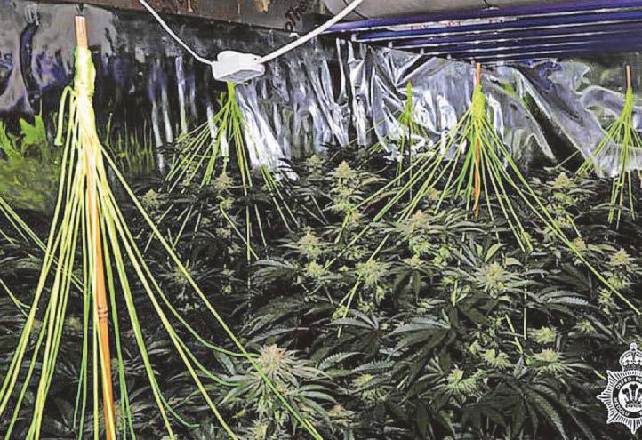 Cannabis farm waste was dumped at recycling centre