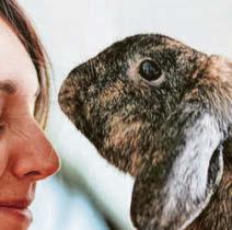 A warning shot on rabbit virus