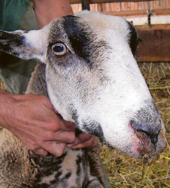 Bluetongue curbs eased but MS voices concerns